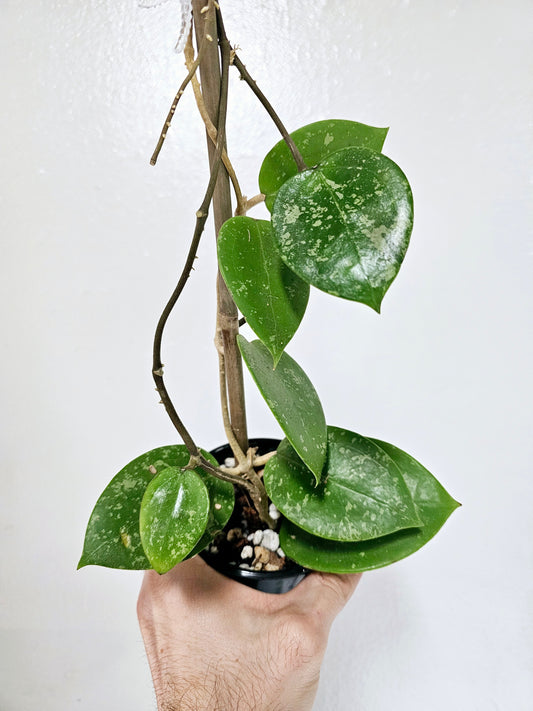 Hoya Verticillata Splash 4"