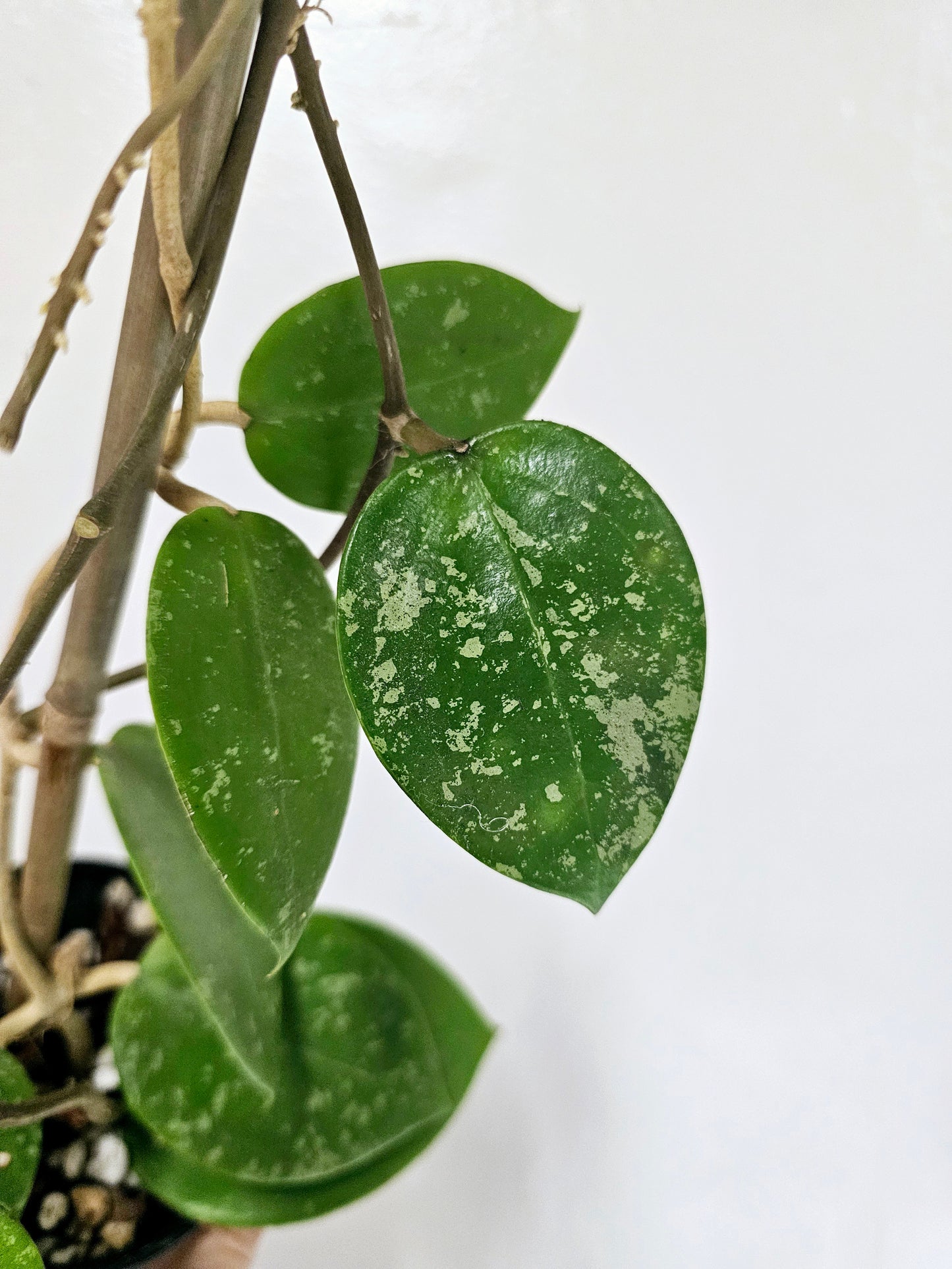 Hoya Verticillata Splash 4"