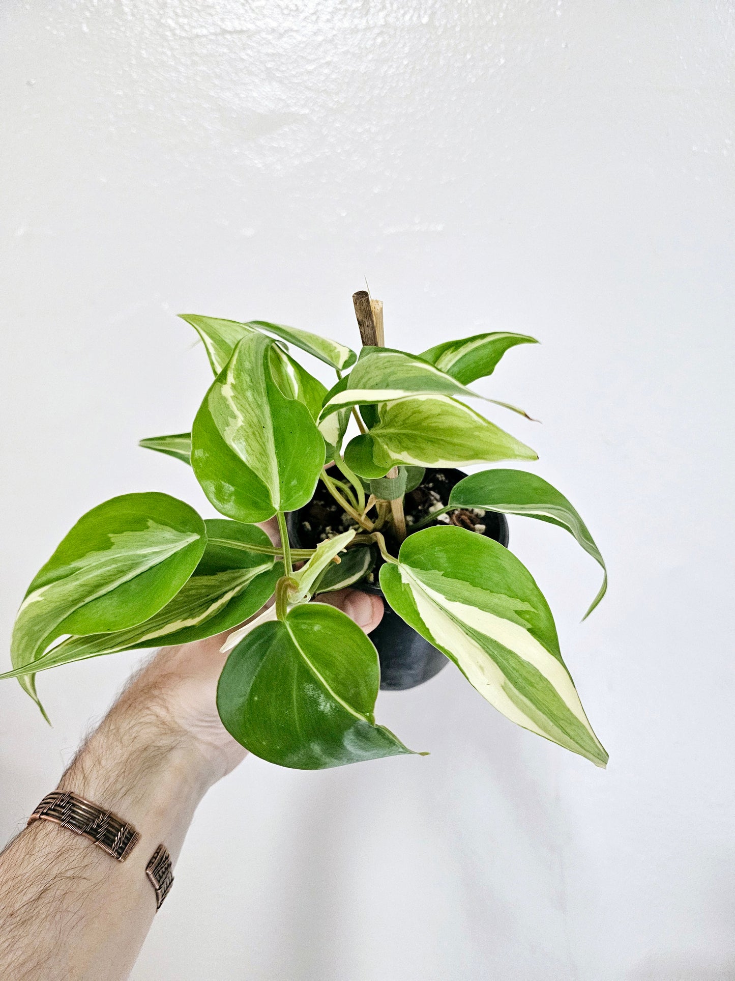 Philodendron Rio 4"