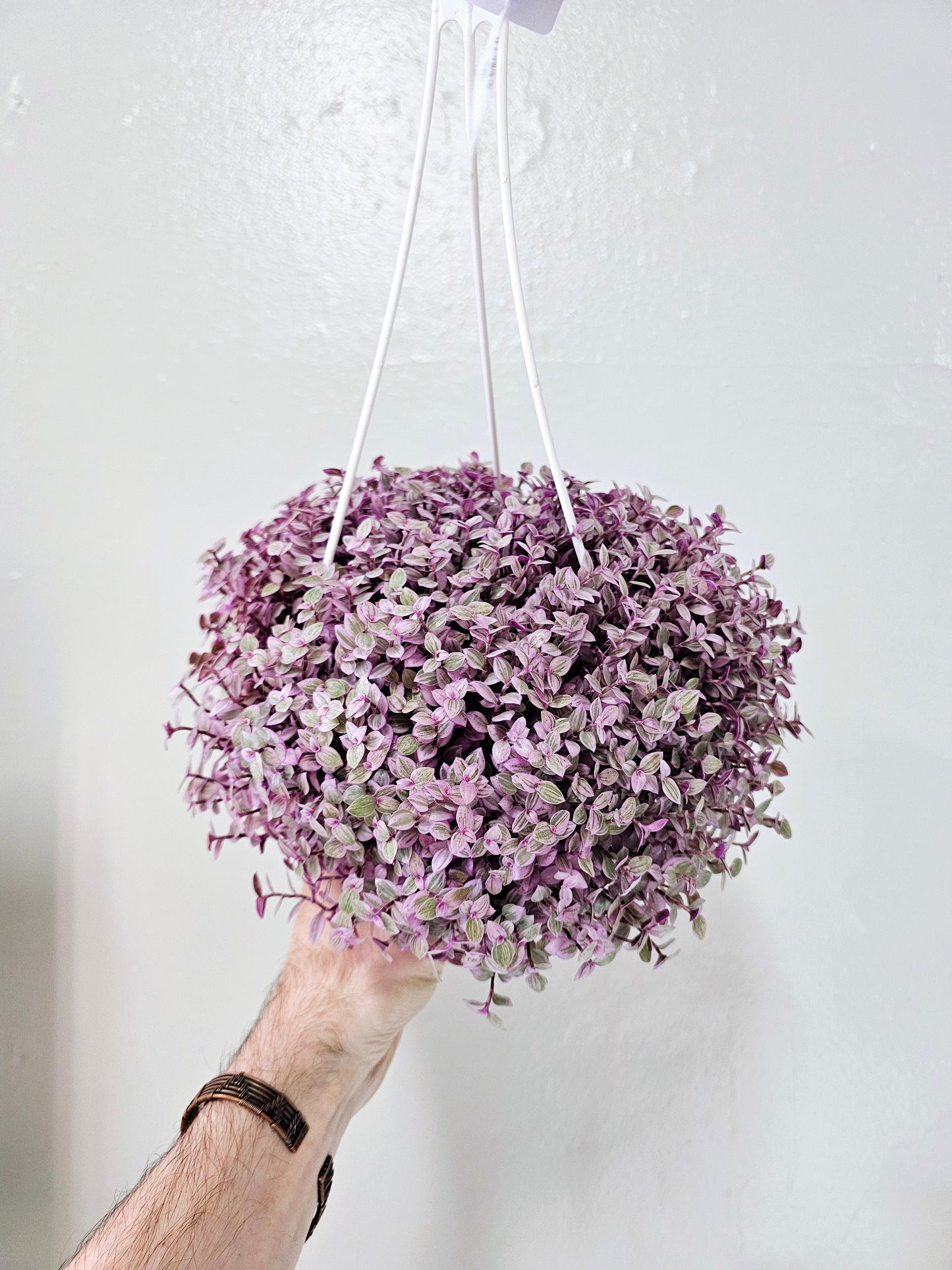 Callisia repens 'Rosato' "Pink Panther" 6" HB