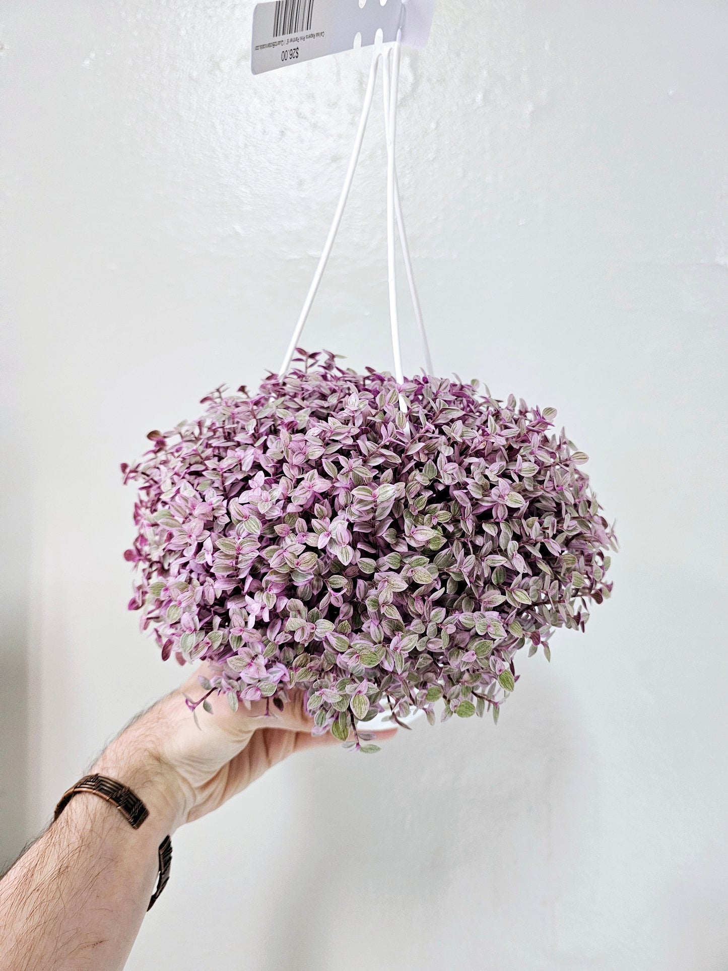 Callisia repens 'Rosato' "Pink Panther" 6" HB