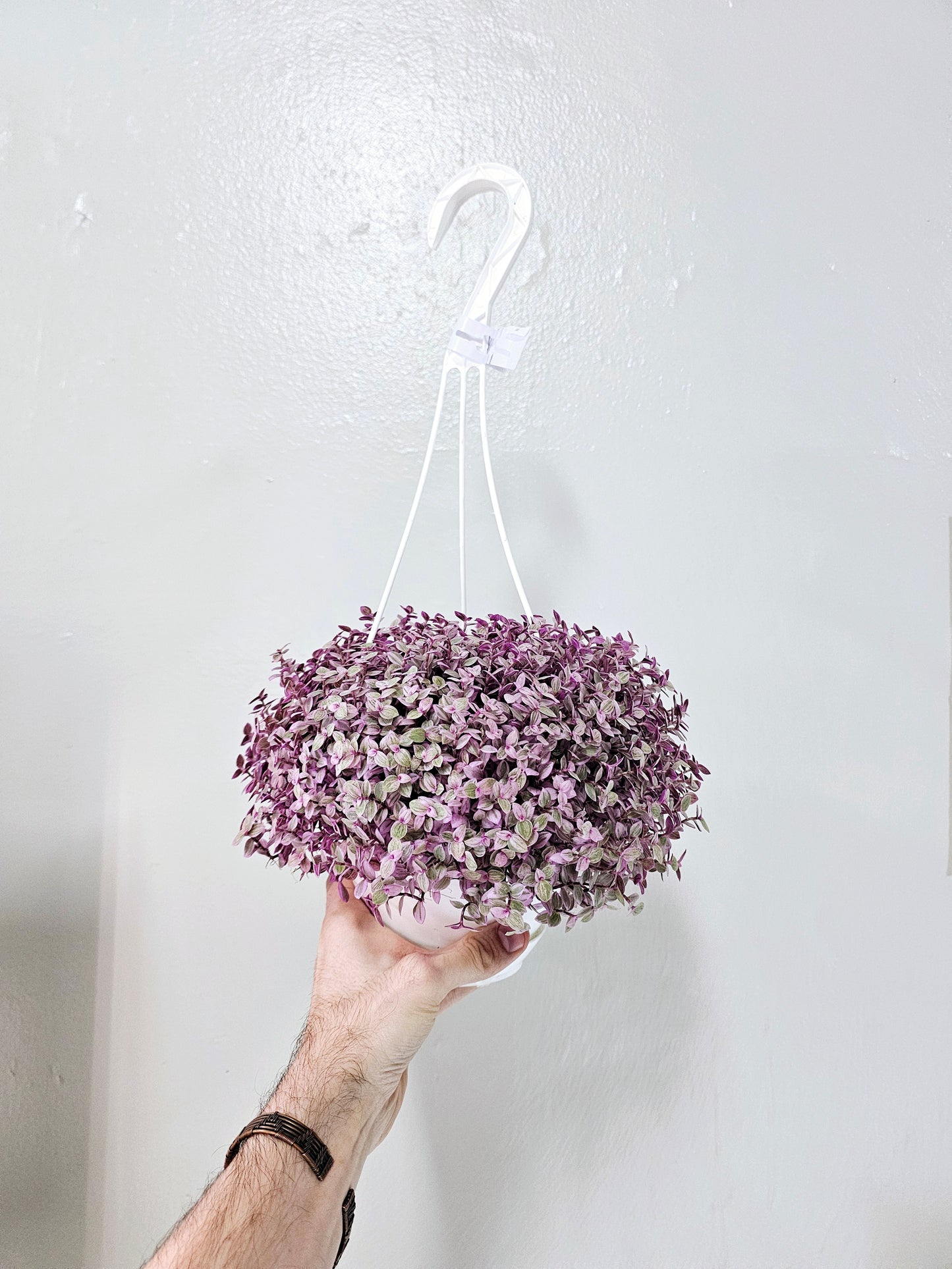 Callisia repens 'Rosato' "Pink Panther" 6" HB