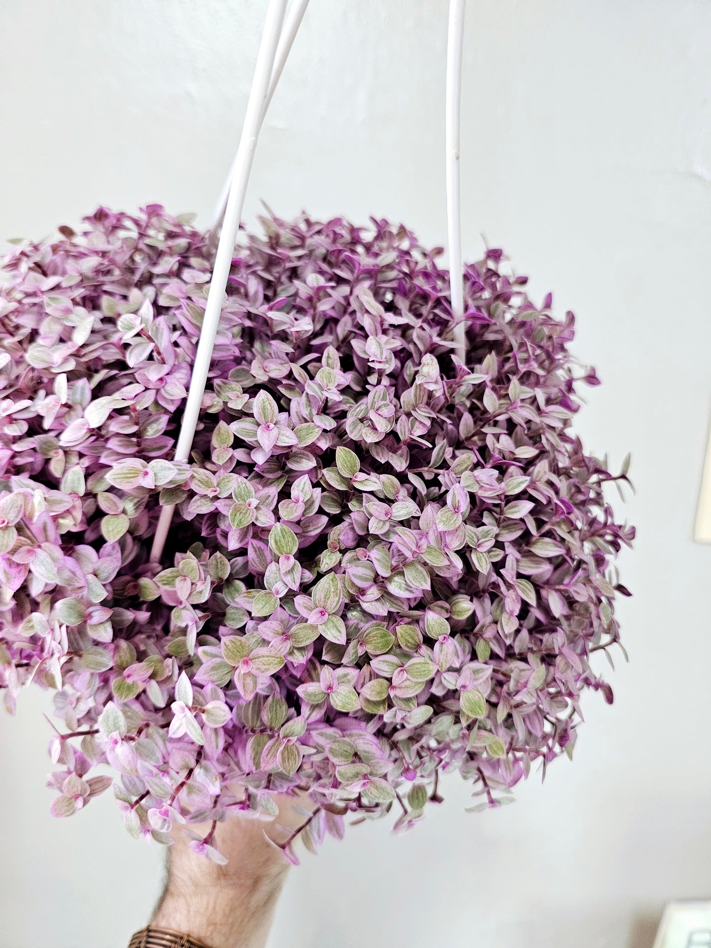 Callisia repens 'Rosato' "Pink Panther" 6" HB