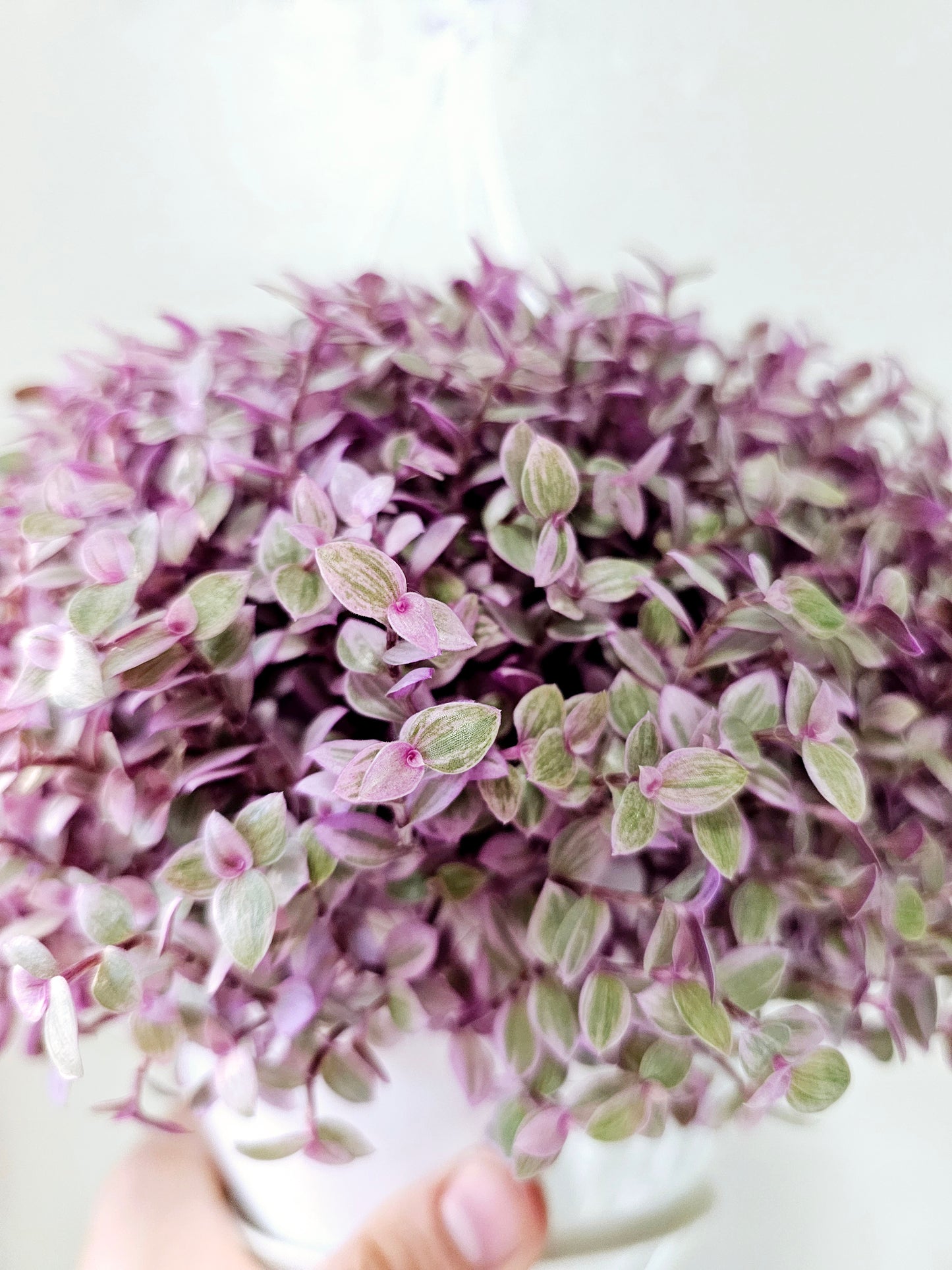 Callisia repens 'Rosato' "Pink Panther" 6" HB