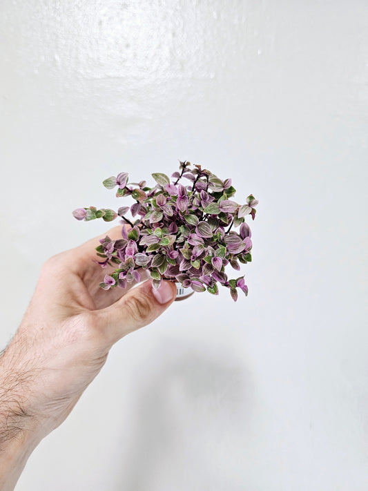 Callisia repens 'Rosato' "Pink Panther" 2"