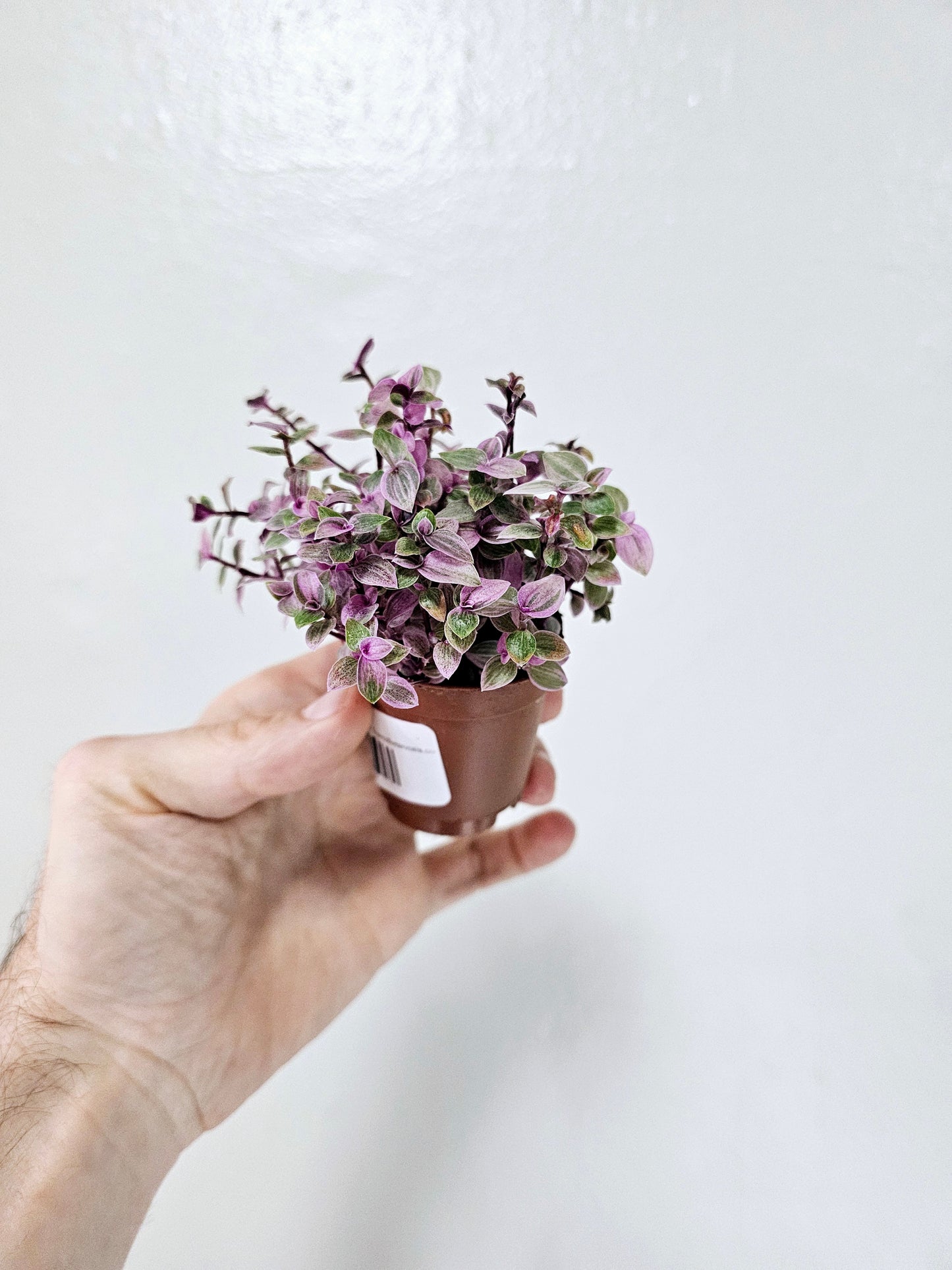 Callisia repens 'Rosato' "Pink Panther" 2"