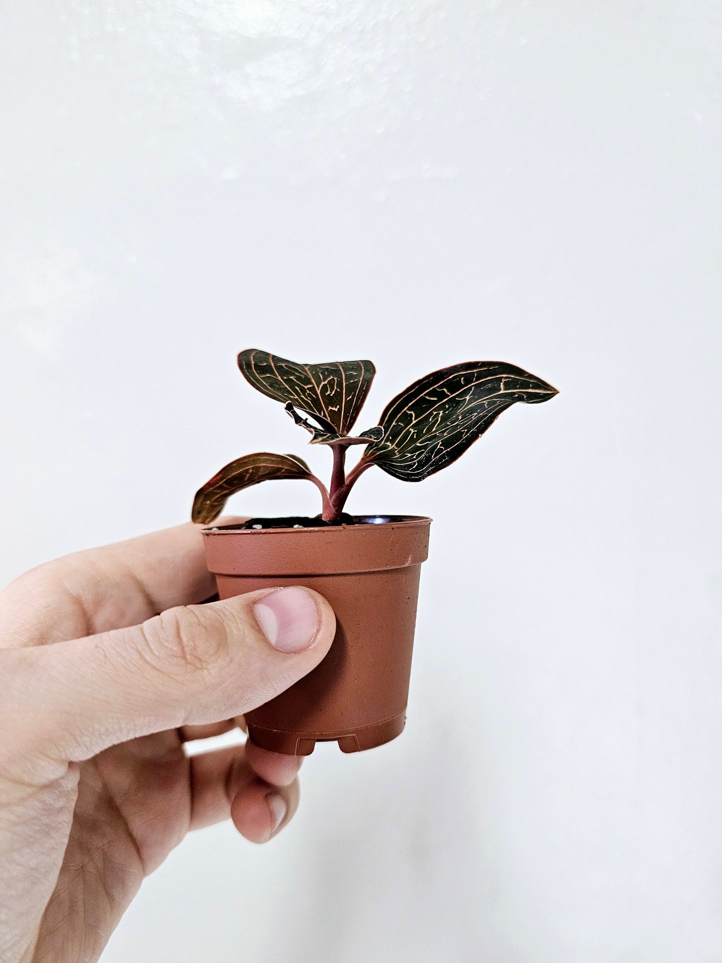 Anoectochilus Chapaensis Golden Jewel Orchid 2"