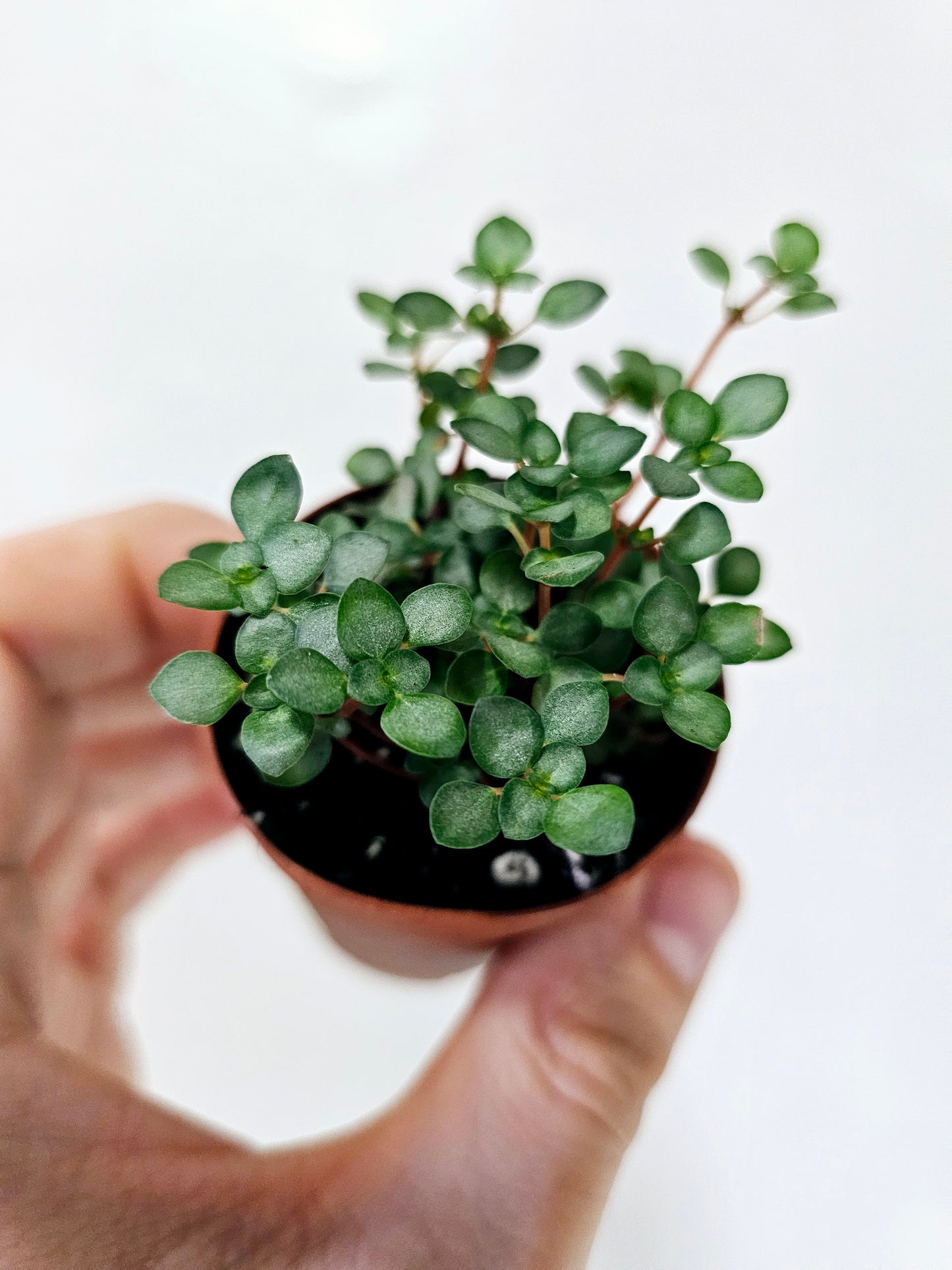 Pilea Glauca Aquamarine 2"