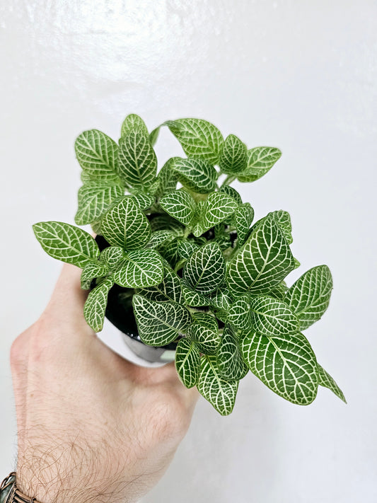 Fittonia albivenis 'White' Nerve Plant 4"