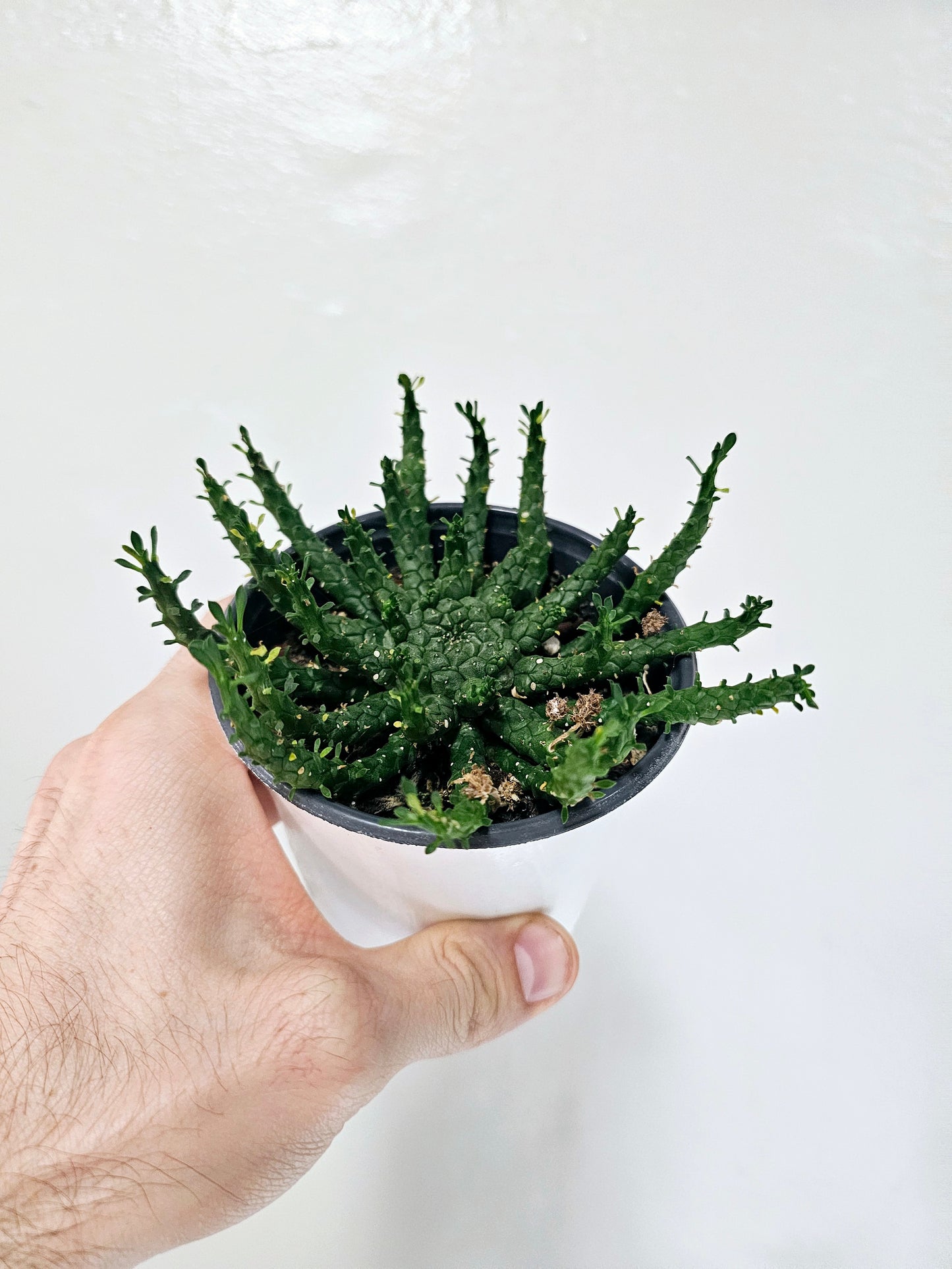 Euphorbia Flanaganii Medusa Head Cactus 4"