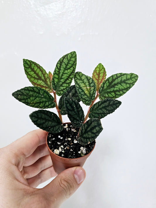 Pellionia pulchra 2"