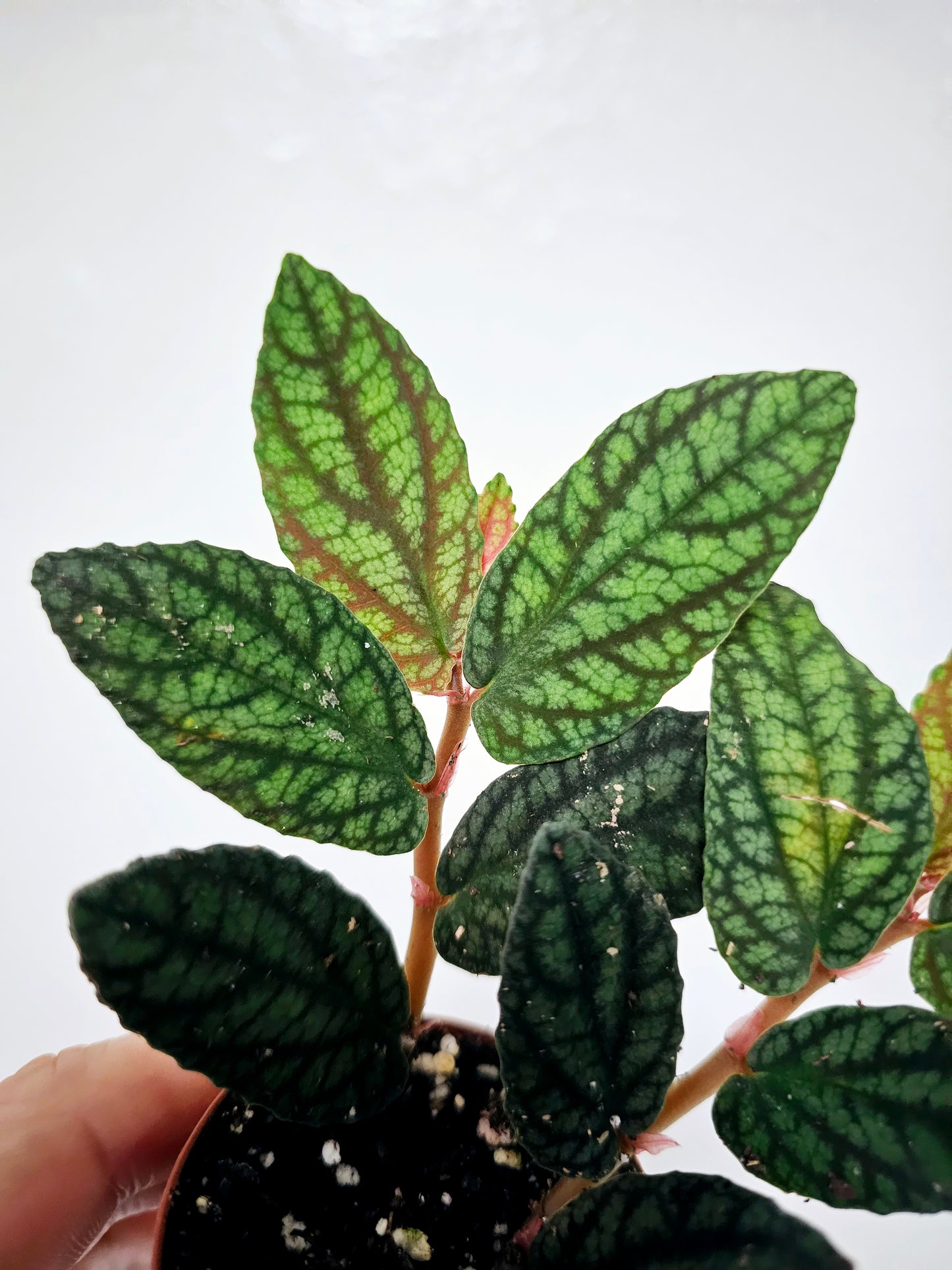 Pellionia pulchra 2"