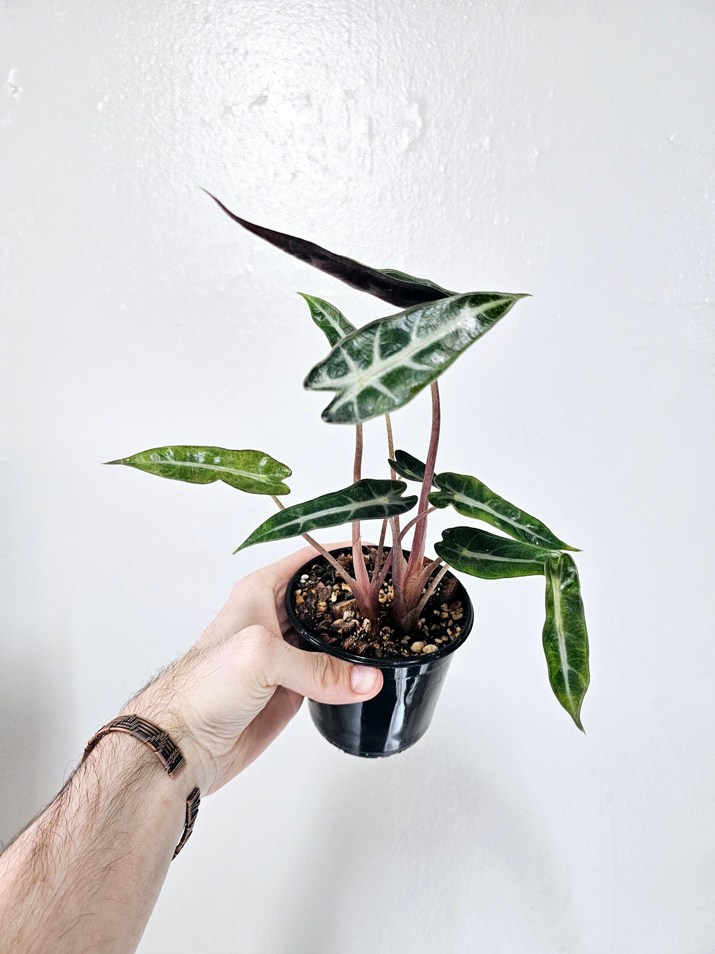 Alocasia Bambino 4"