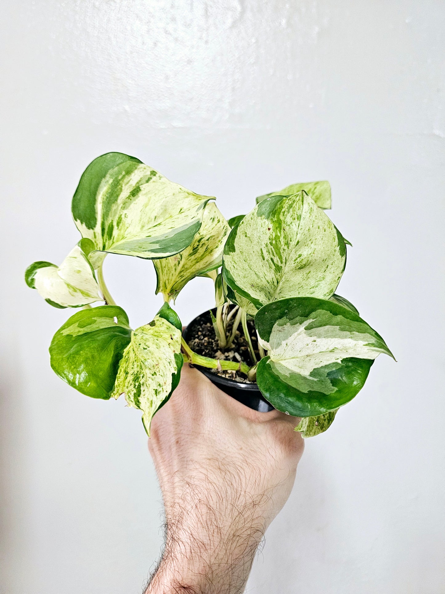 Epipremnum aureum 'Manjula' Pothos 4"