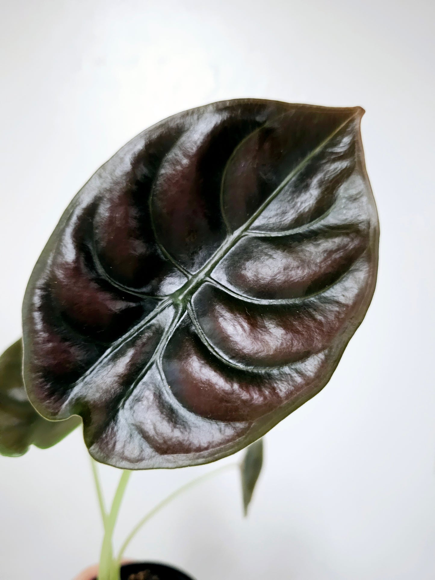 Alocasia cuprea 4"