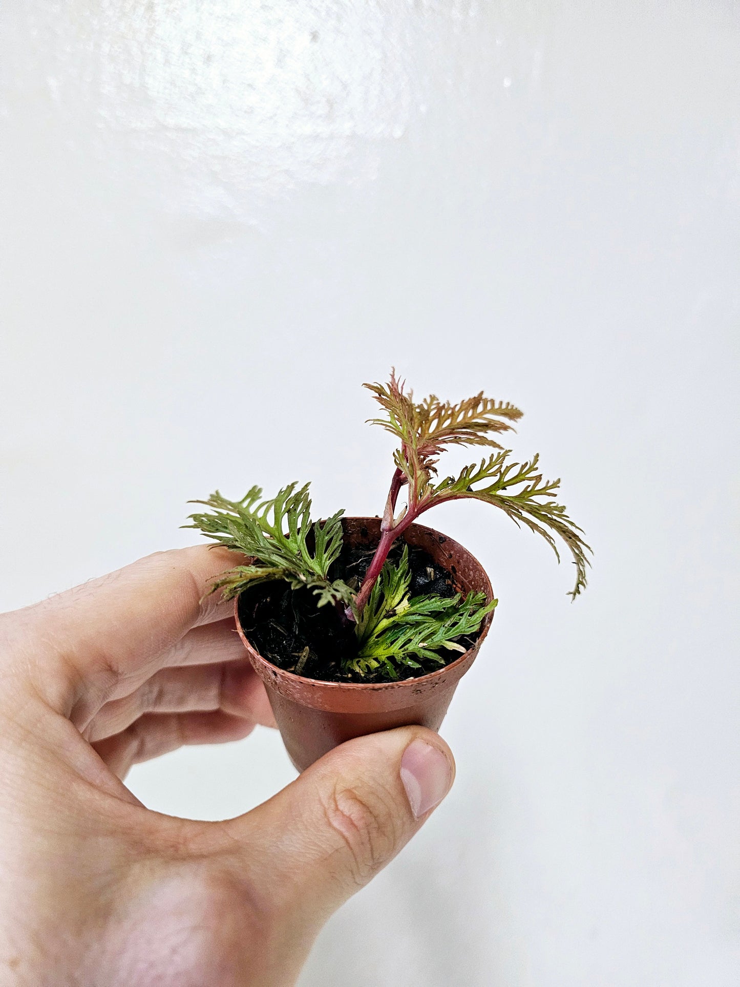 Begonia Bipinnatifida 2"