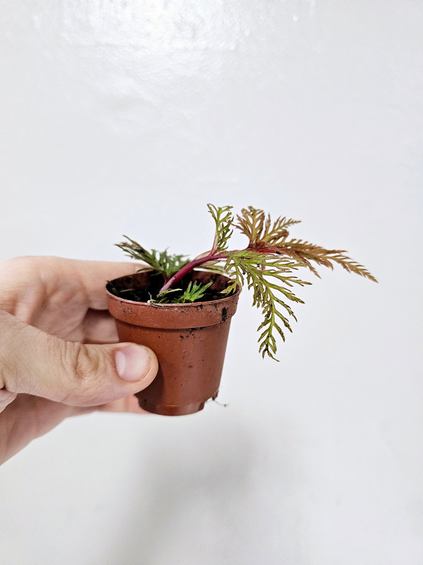 Begonia Bipinnatifida 2"