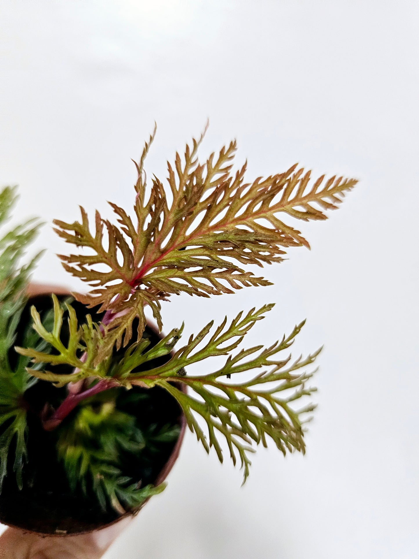 Begonia Bipinnatifida 2"