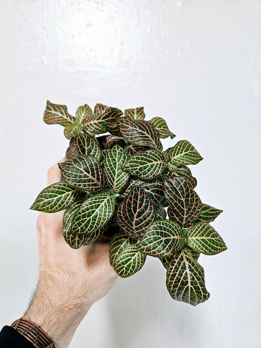 Fittonia albivenis 'Pink' Nerve Plant 4"
