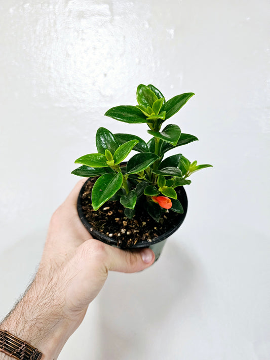 Nematanthus Goldfish Plant 4"