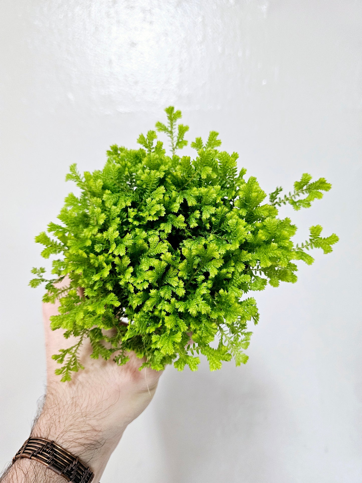 Selaginella kraussiana 'Aurea' 3.5"