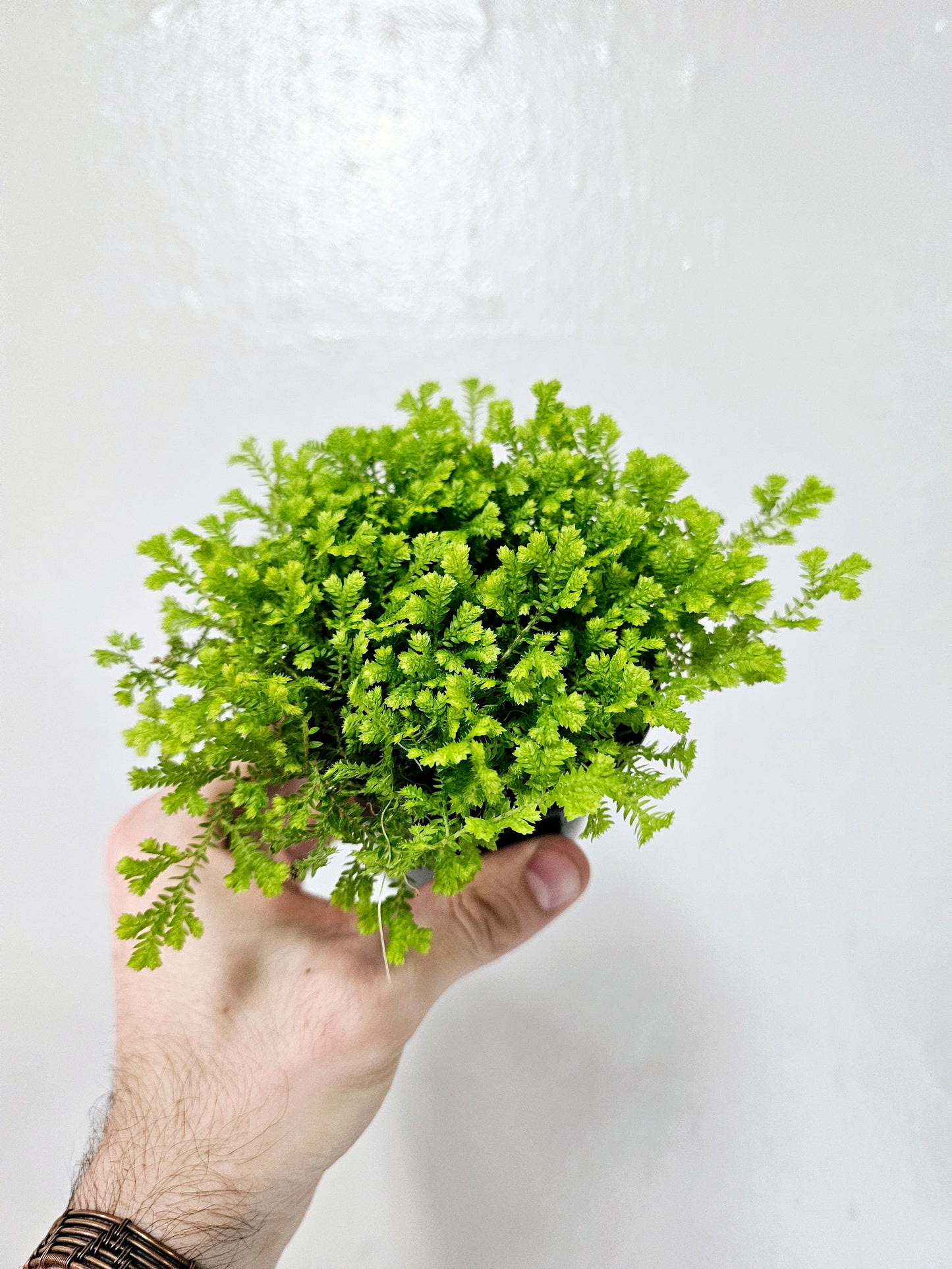 Selaginella kraussiana 'Aurea' 3.5"