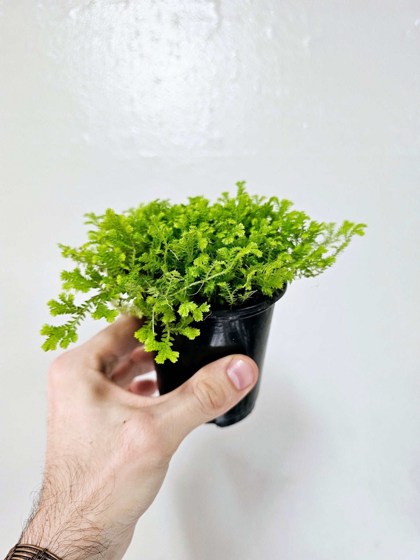 Selaginella kraussiana 'Aurea' 3.5"
