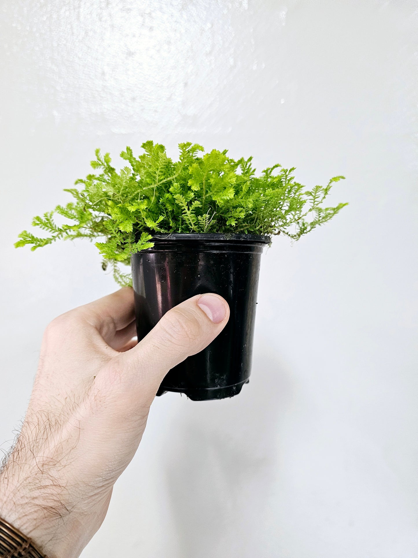 Selaginella kraussiana 'Aurea' 3.5"