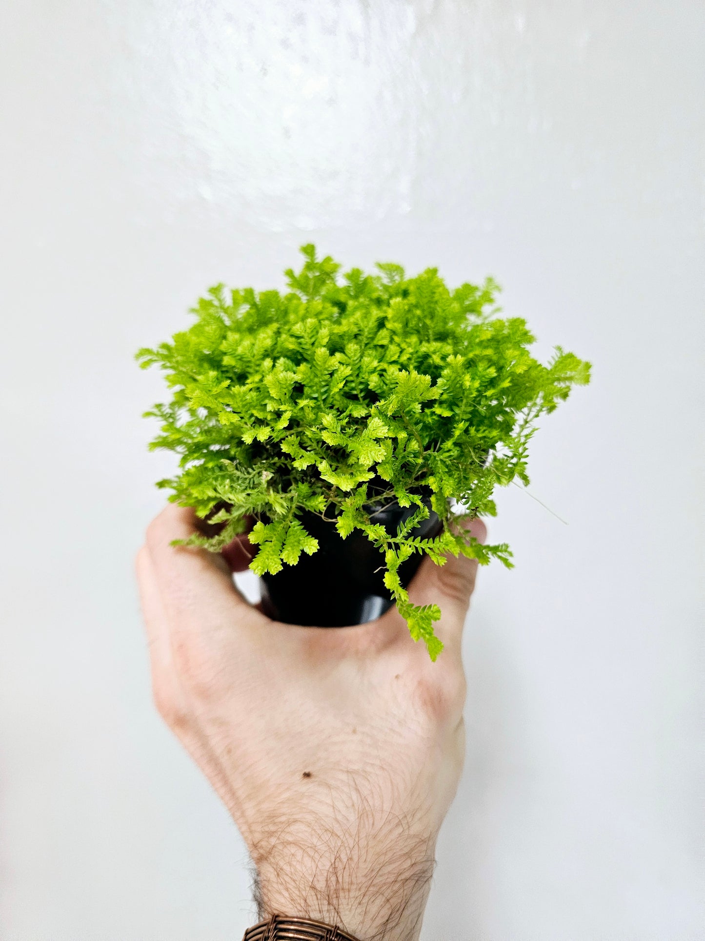 Selaginella kraussiana 'Aurea' 3.5"