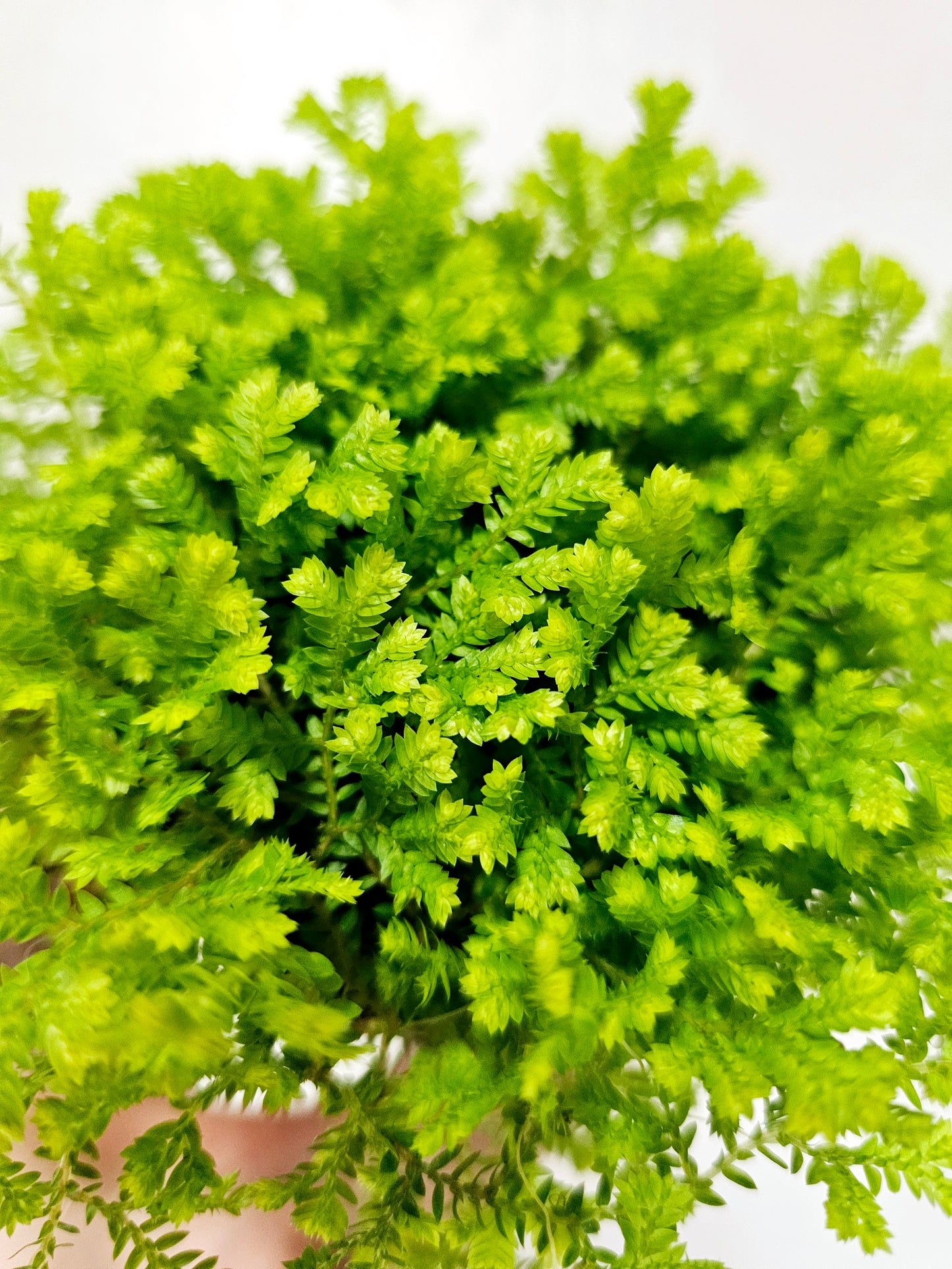 Selaginella kraussiana 'Aurea' 3.5"