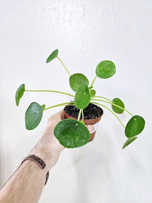 Pilea peperomioides "Money Plant/UFO Plant" 4"