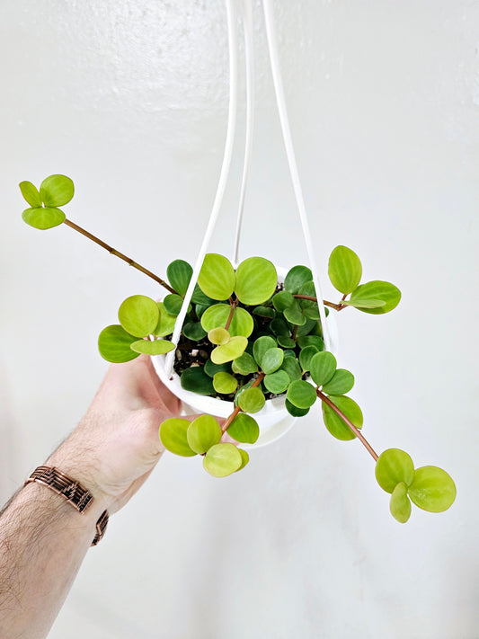 Peperomia 'Hope' 4.5" HB