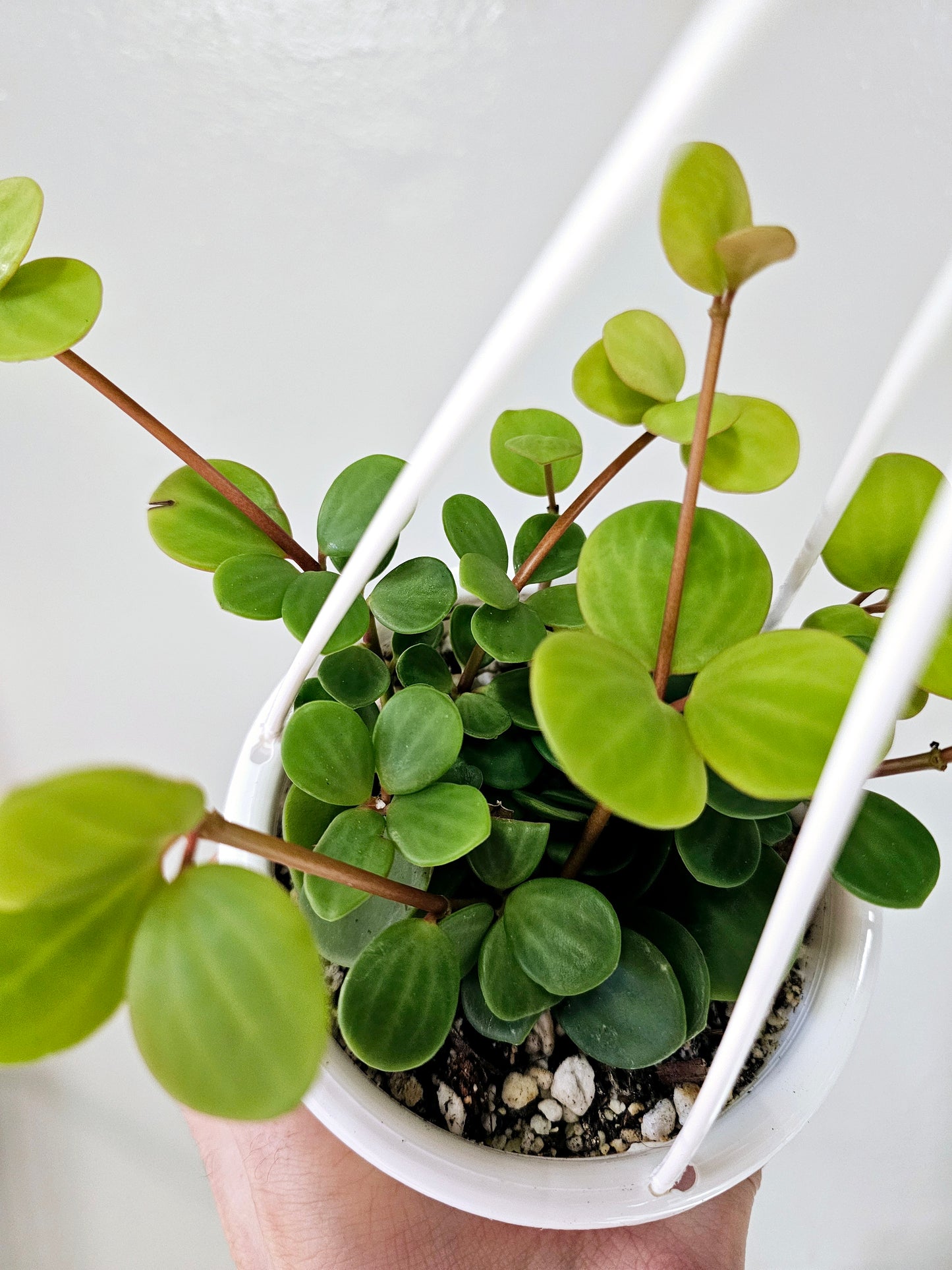 Peperomia 'Hope' 4.5" HB