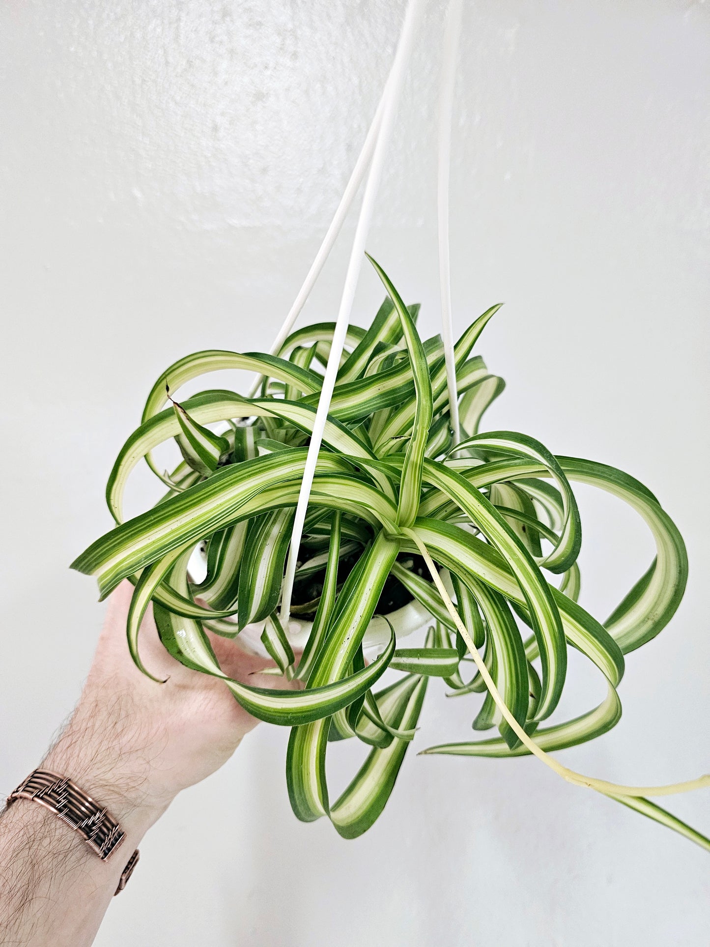 Curly Variegated Bonnie Spider Plant 4.5" HB