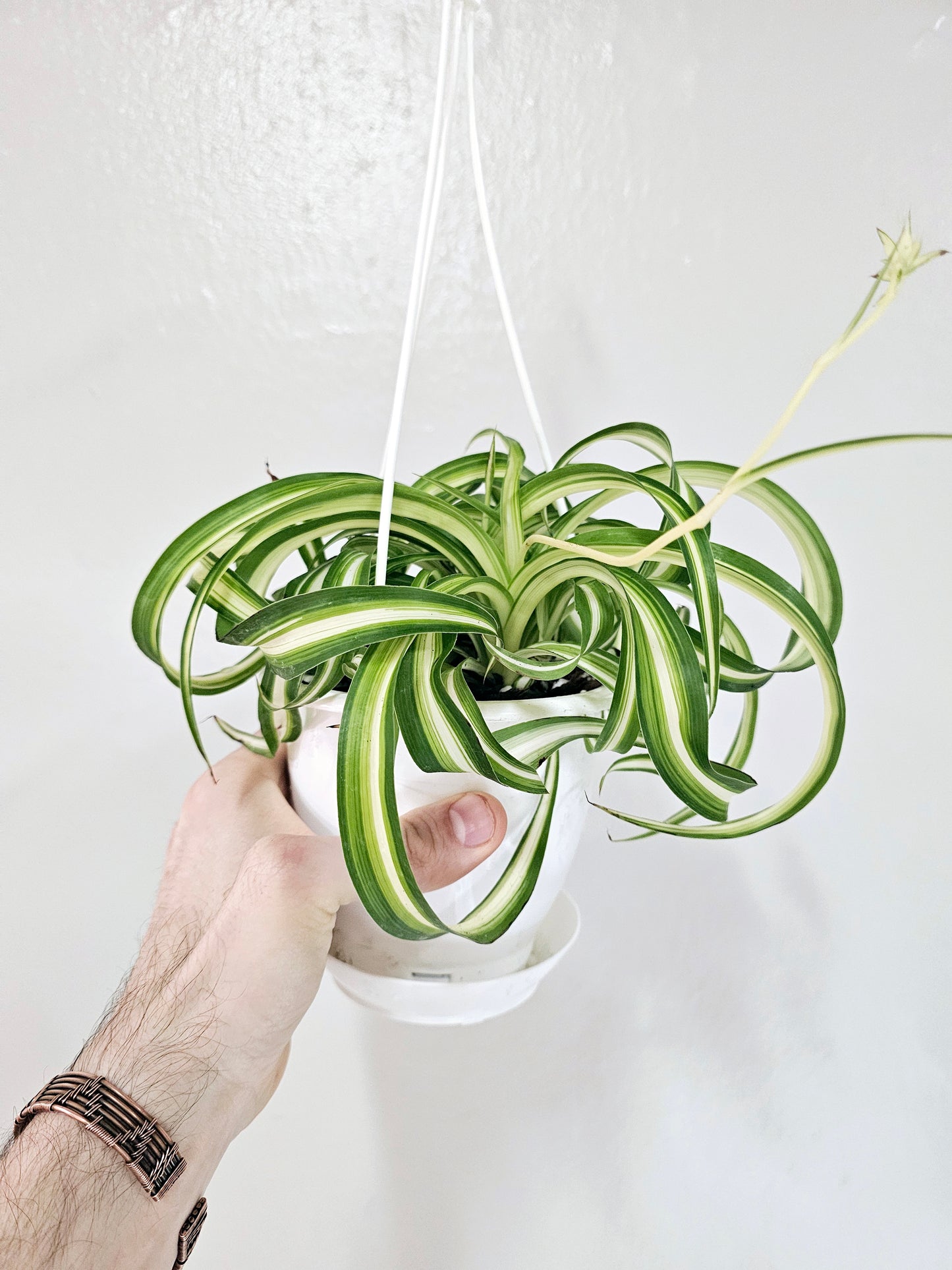 Curly Variegated Bonnie Spider Plant 4.5" HB