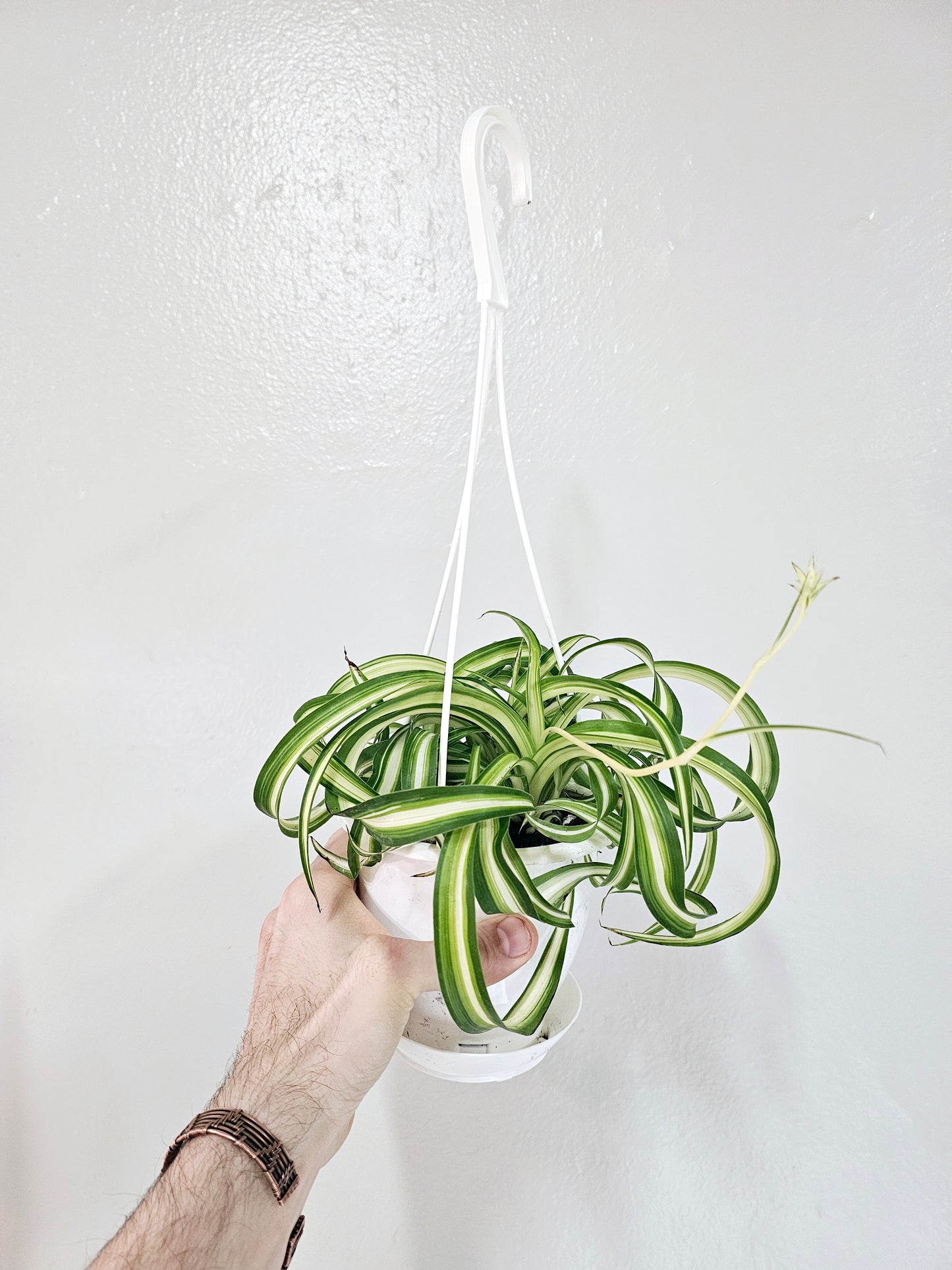 Curly Variegated Bonnie Spider Plant 4.5" HB