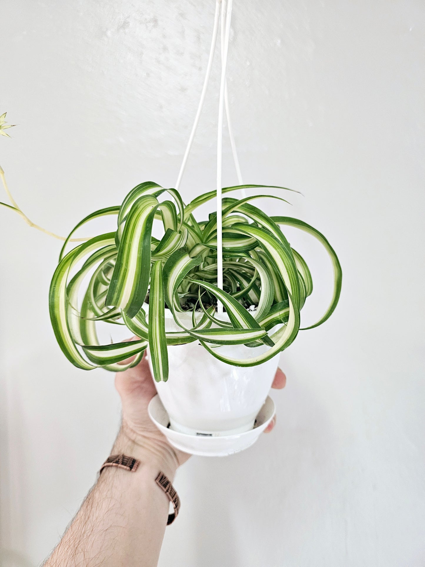 Curly Variegated Bonnie Spider Plant 4.5" HB