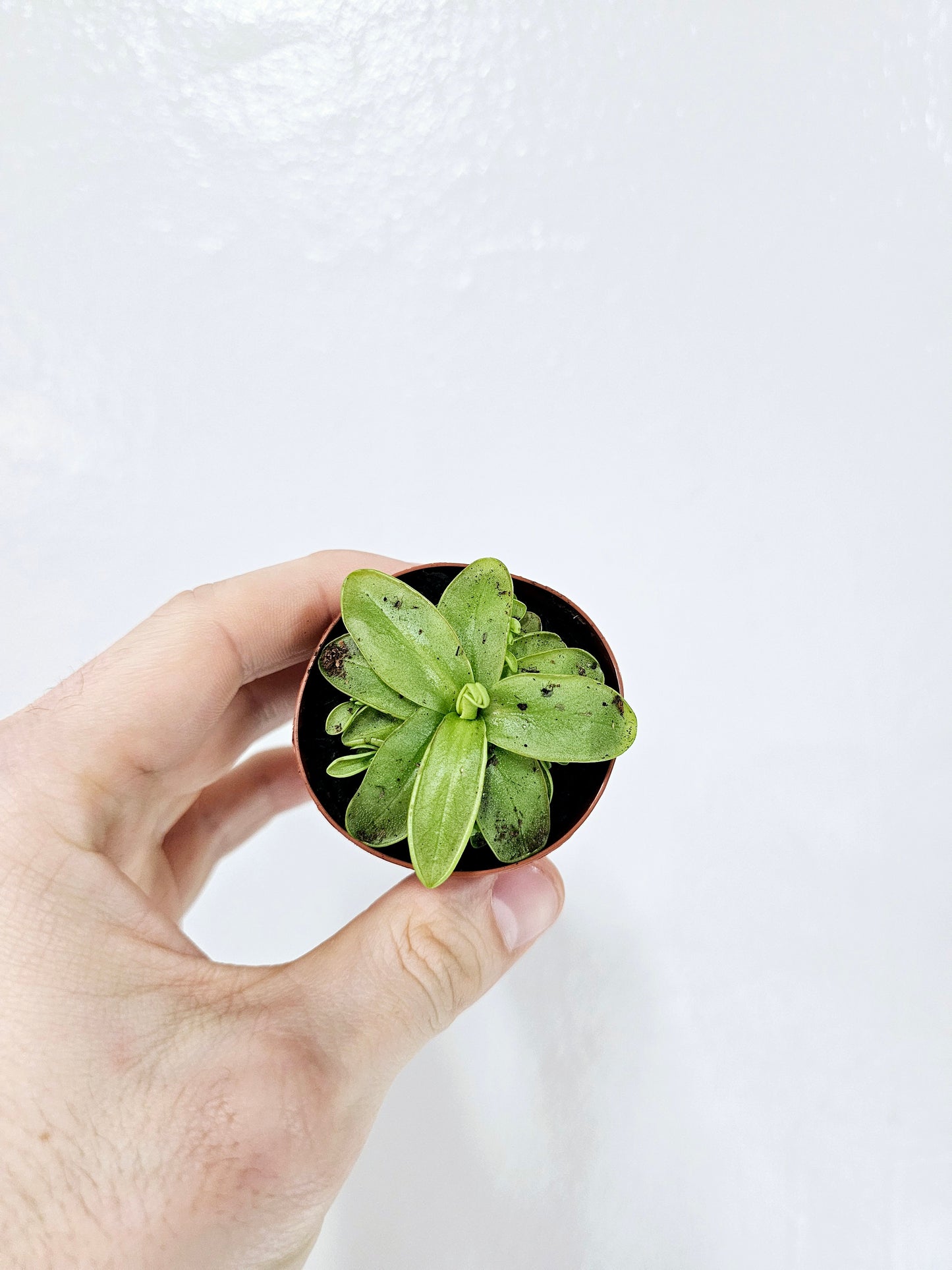 Pinguicula primuliflora "Butterwort" "Ping" 2"