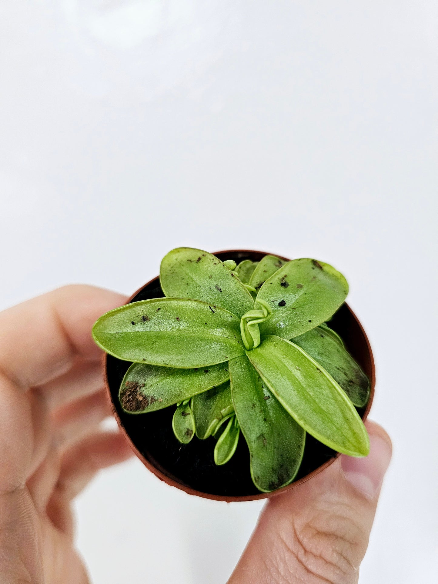 Pinguicula primuliflora "Butterwort" "Ping" 2"