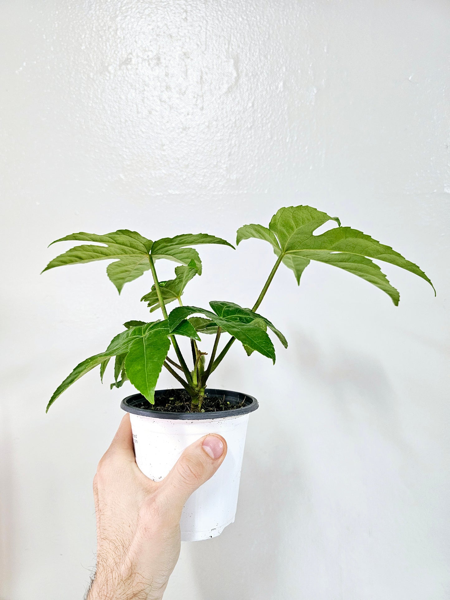 Fatsia japonica "Treestar Plant" 4"