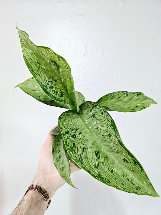 Dieffenbachia nemoria corsii 'Snow' 4"