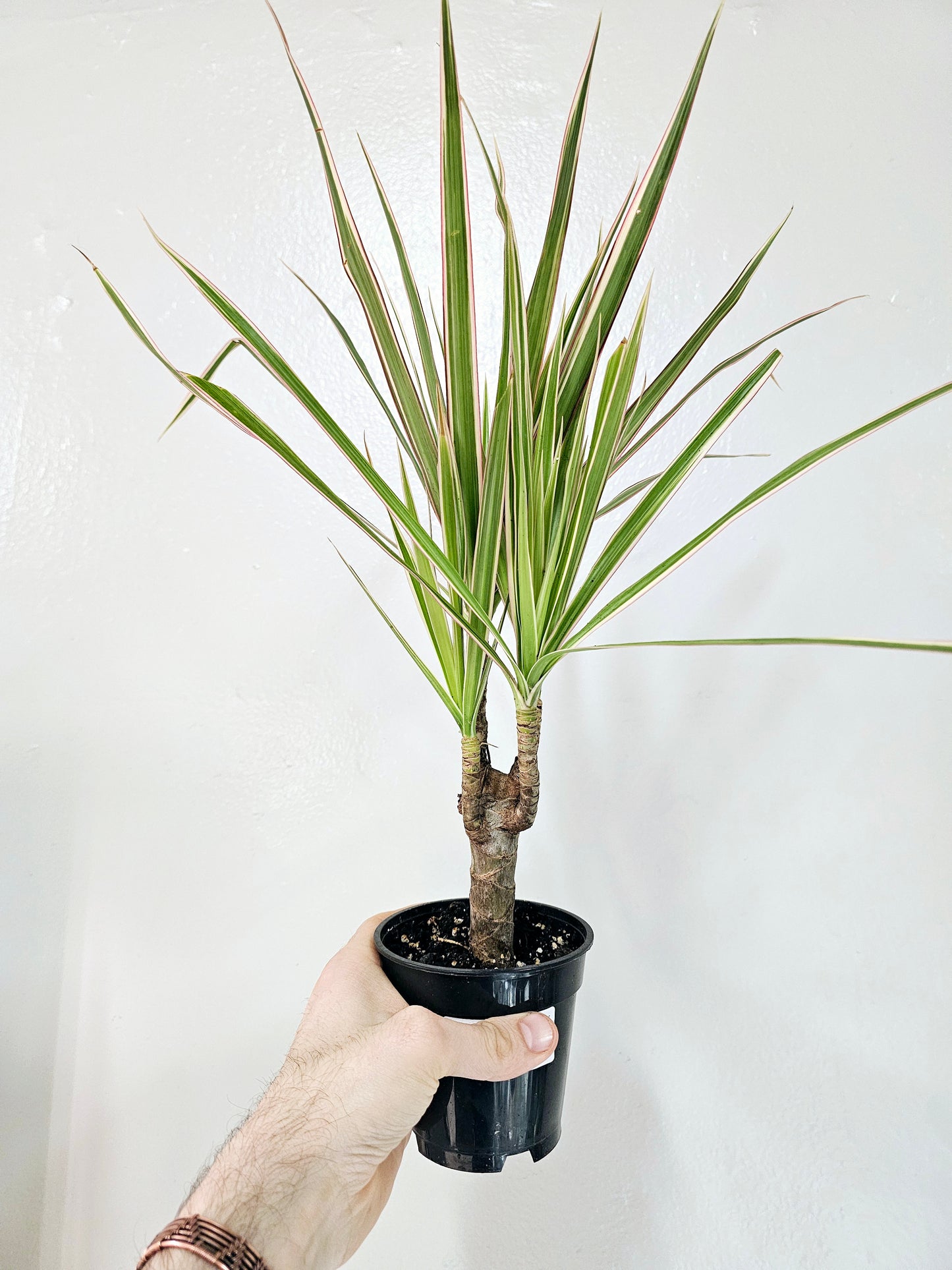 Dracaena Marginata Red Margined 4"