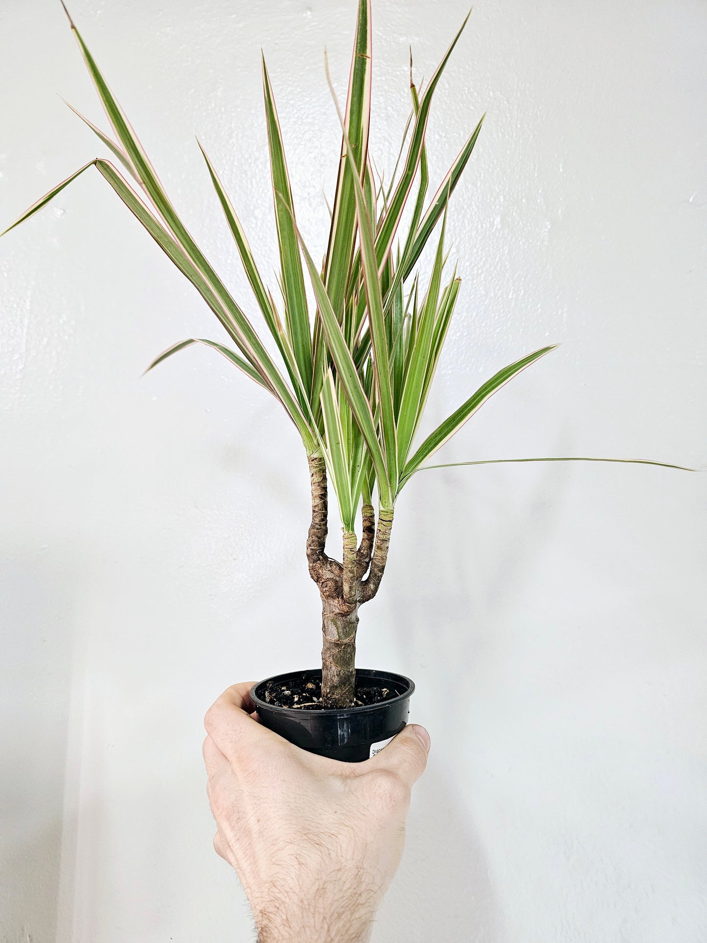 Dracaena Marginata Red Margined 4"