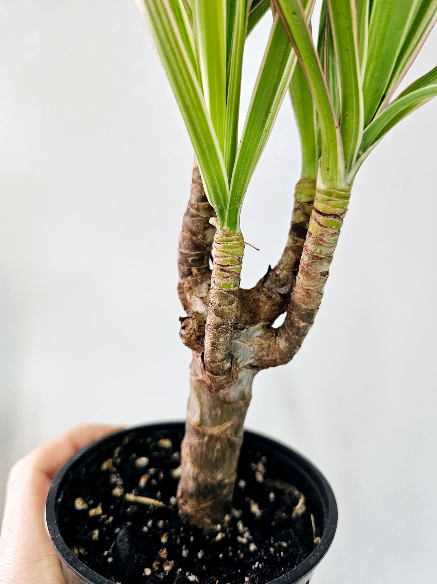 Dracaena Marginata Red Margined 4"