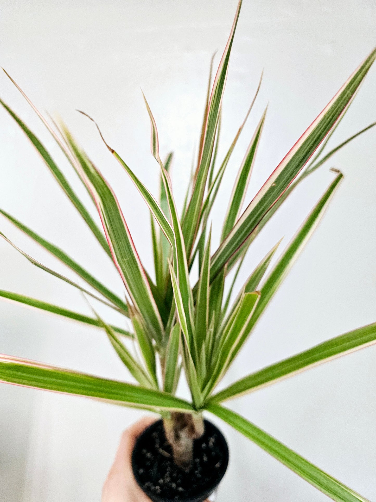 Dracaena Marginata Red Margined 4"