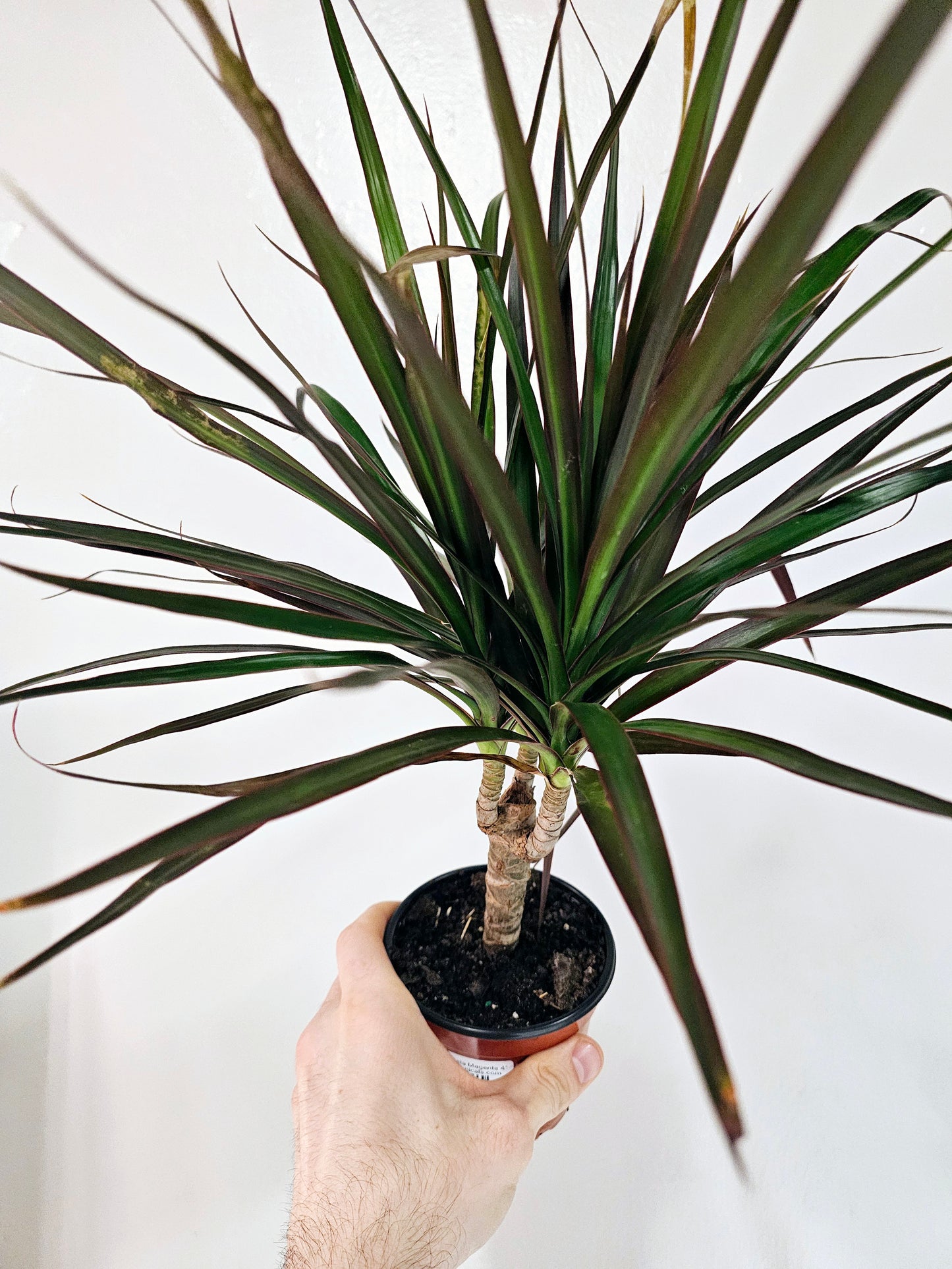 Dracaena marginata 'Magenta' 4"