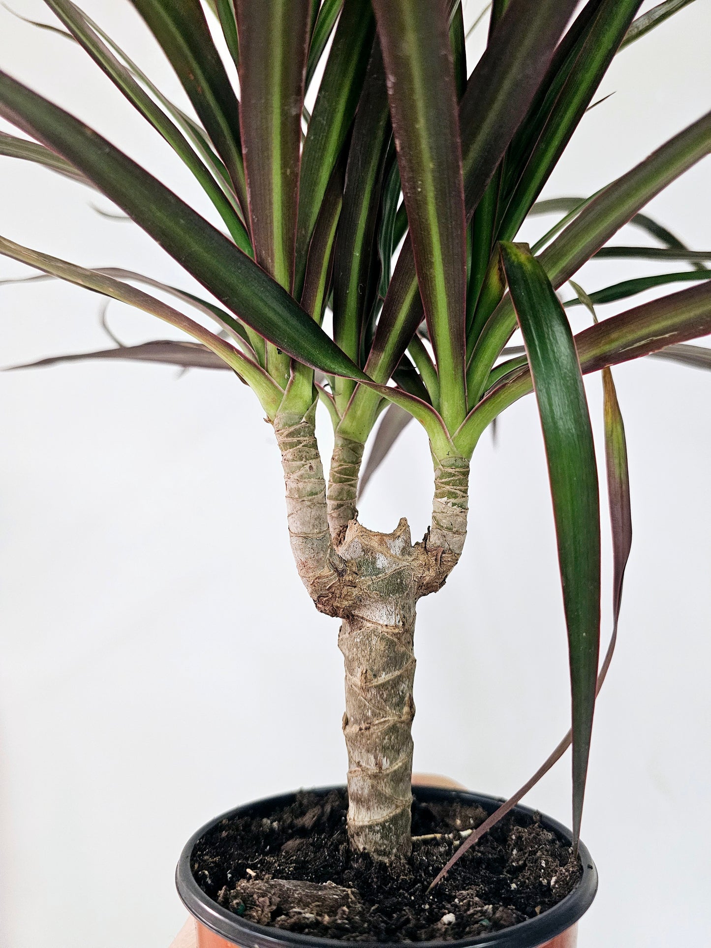 Dracaena marginata 'Magenta' 4"