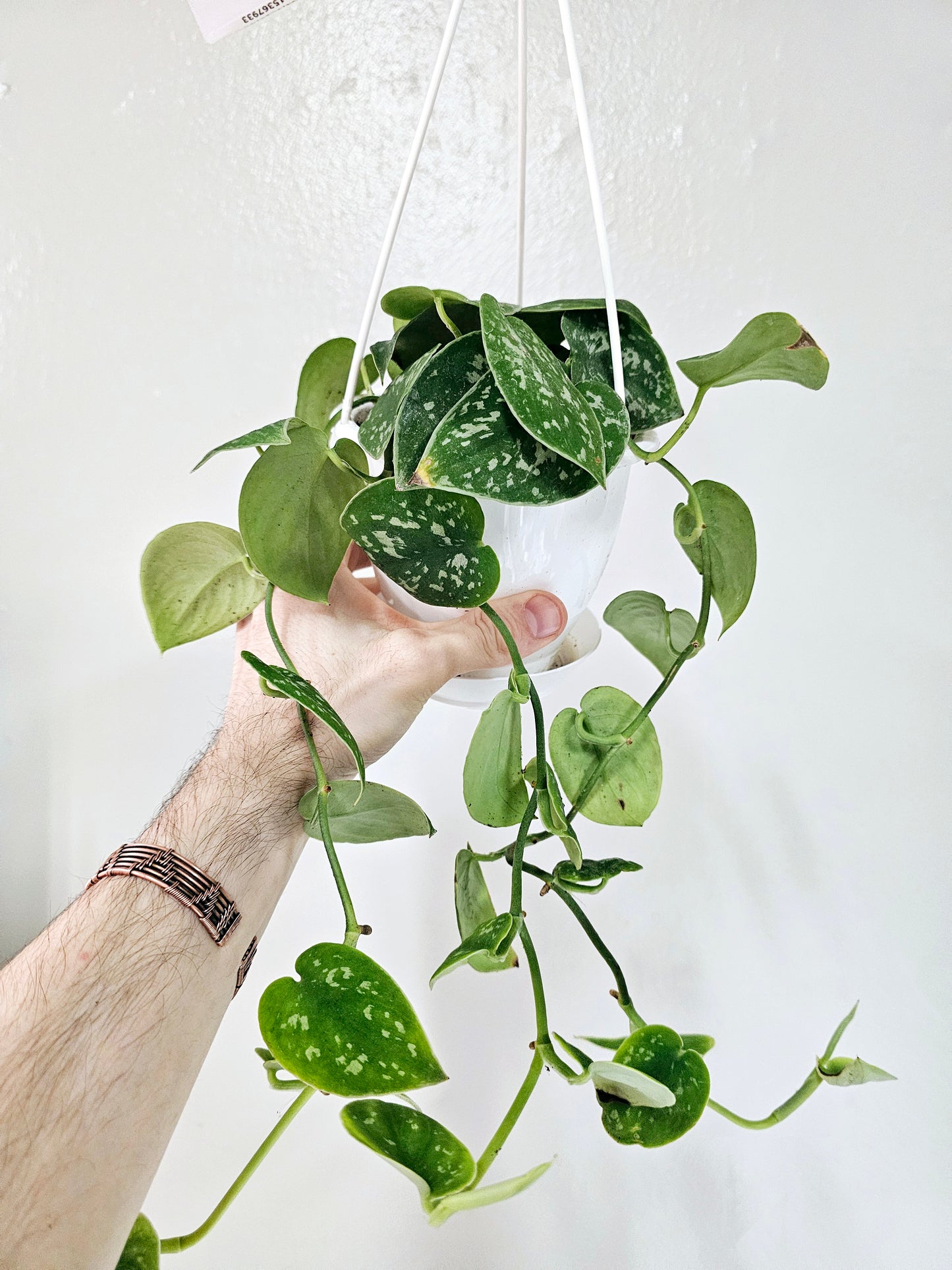 Scindapsus Argyraeus 4.5" HB