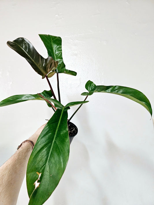 Philodendron 'Florida Bronze' 4"