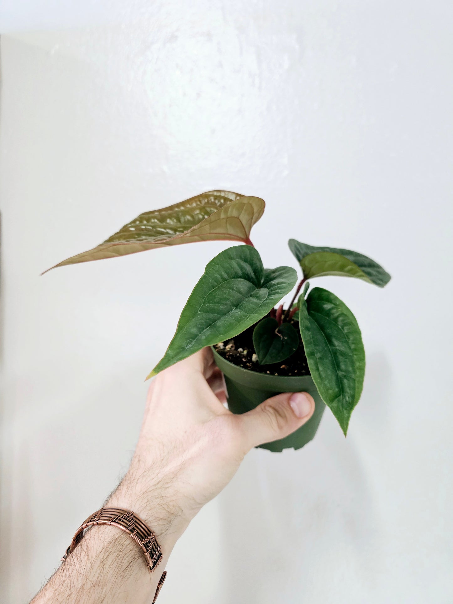 Anthurium Radicans x Luxurians 4"